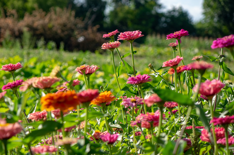 village flowers